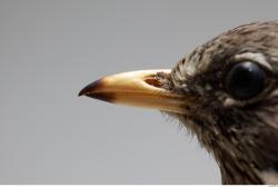 Fieldfare - Turdus pilaris